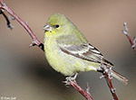 Lesser Goldfinch 9 - Spinus psaltria