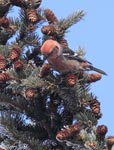 White-winged Crossbill 11 - Loxia leucoptera