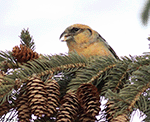 White-winged Crossbill 13 - Loxia leucoptera
