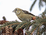 White-winged Crossbill 15 - Loxia leucoptera