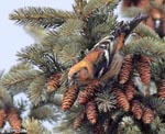 White-winged Crossbill 3 - Loxia leucoptera