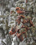 White-winged Crossbill 4 - Loxia leucoptera
