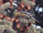 White-winged Crossbill 6 - Loxia leucoptera