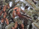 White-winged Crossbill 8 - Loxia leucoptera