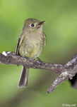 Cordilleran Flycatcher - Empidonax occidentalis