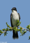 Eastern Kingbird 3 - Tyrannus tyrannus