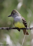 Great Crested Flycatcher - Myiarchus crinitus