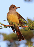 Great Crested Flycatcher 14 - Myiarchus crinitus
