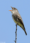 Olive-sided Flycatcher 2 - Contopus cooperi
