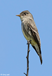 Olive-sided Flycatcher 3 - Contopus cooperi