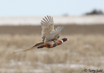 Ring-necked Pheasant 18 - Phasianus colchicus