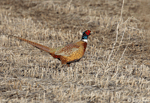 Ring-necked Pheasant 21 - Phasianus colchicus