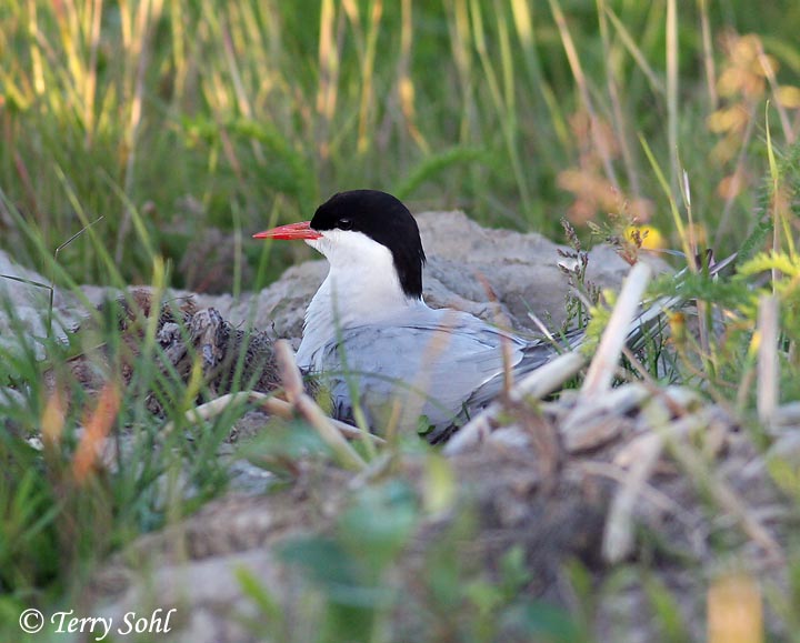 Arctic Tern - Sterna paradisaea