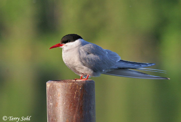 Arctic Tern - Sterna paradisaea