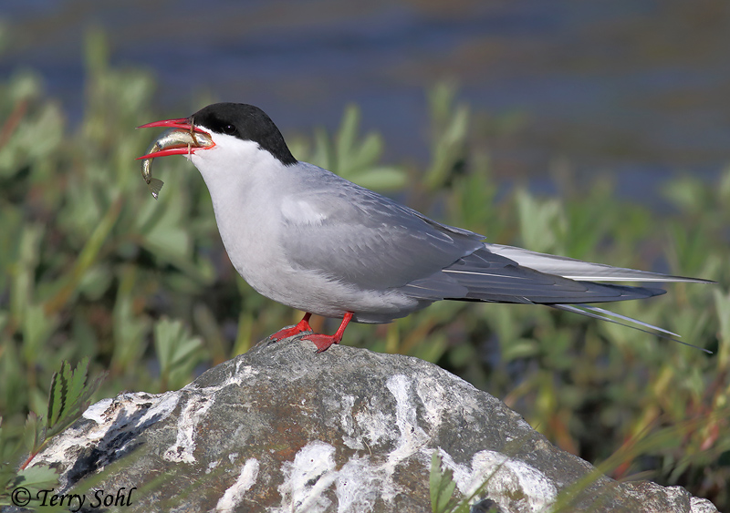 Arctic Tern - Sterna paradisaea