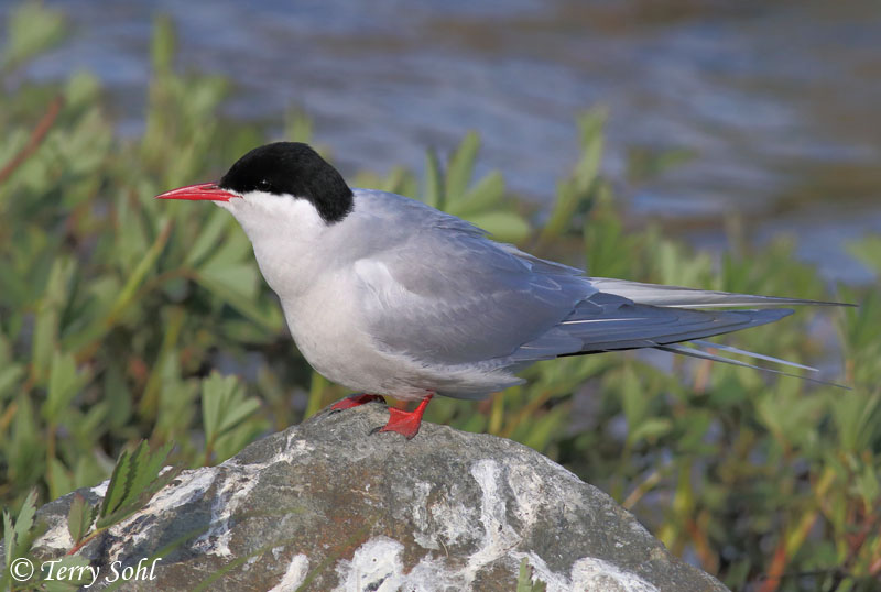 Arctic Tern - Sterna paradisaea