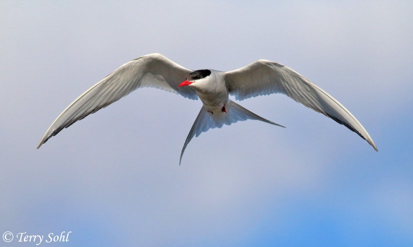 Arctic Tern - Sterna paradisaea