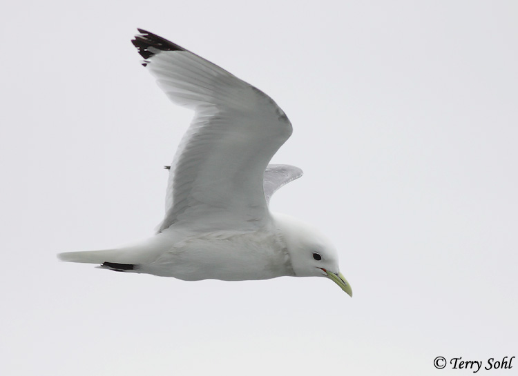 Black-legged Kittiwake - Rissa tridactyla