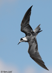 Black Tern 10 - Childonias niger