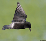 Black tern 14 - Childonias niger