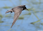 Black tern 17 - Childonias niger