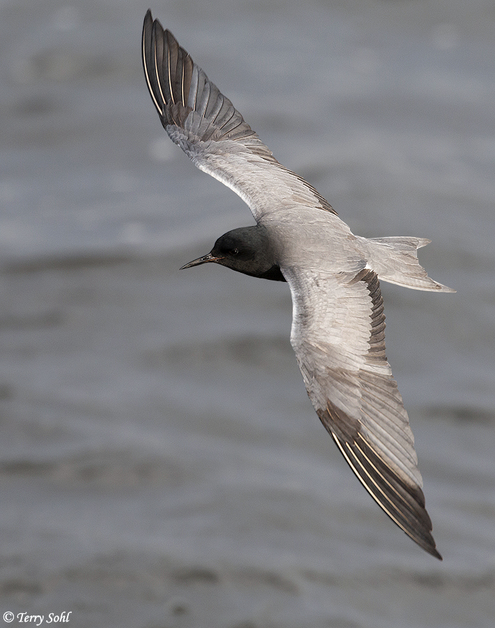 Black Tern - Childonias Niger