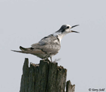 Black Tern 1 - Childonias niger