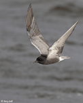 Black tern 20 - Childonias niger
