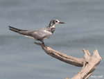 Black Tern 3 - Childonias niger