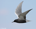 Black Tern 4 - Childonias niger