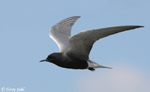 Black Tern 5 - Childonias niger