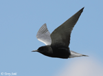 Black Tern 8 - Childonias niger
