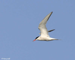 Common Tern 1 - Sterna hirundo