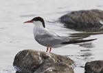 Common Tern 2 - Sterna hirundo