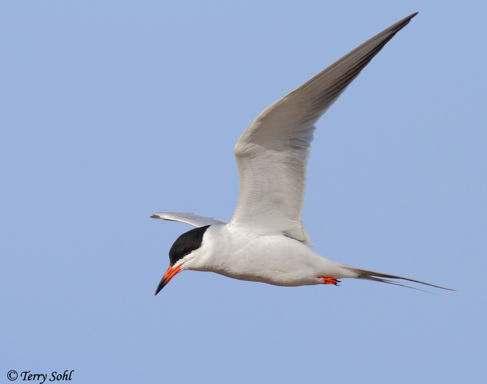 Common Tern - Sterna hirundo - Favorite Photo