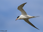 Common Tern 5 - Sterna hirundo