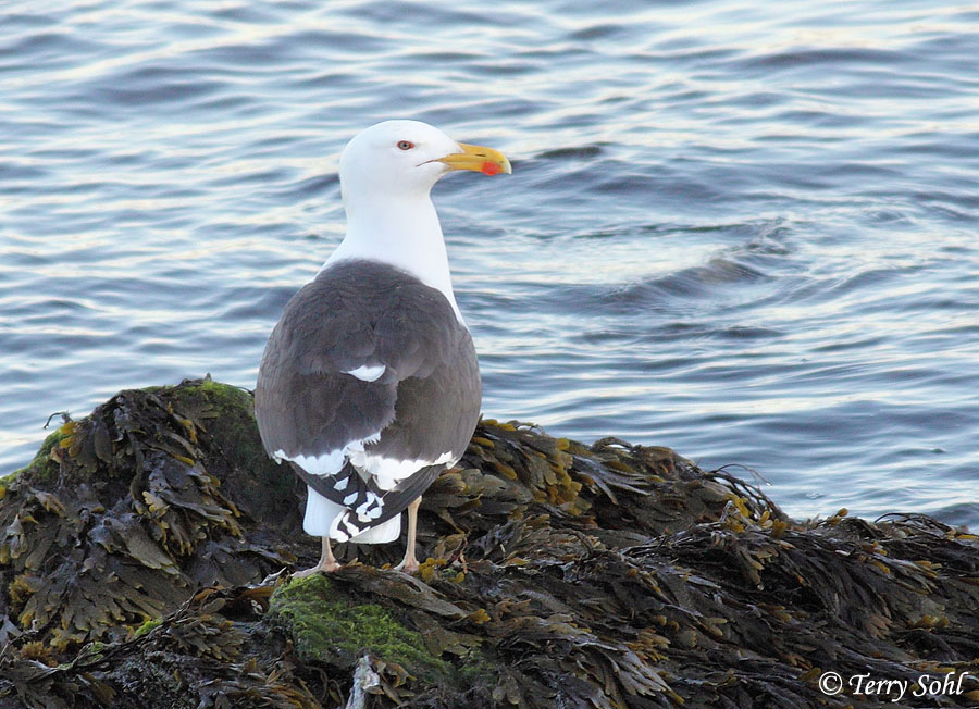 Great Black-backed Gull - Larus marinus