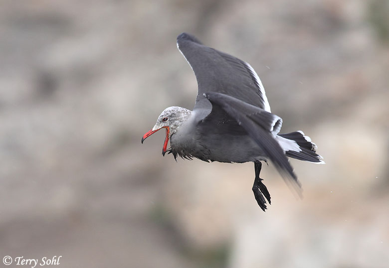 Heermann's Gull in Flight - Larus heermanni