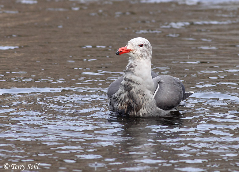 Heermann's Gull - Larus heermanni