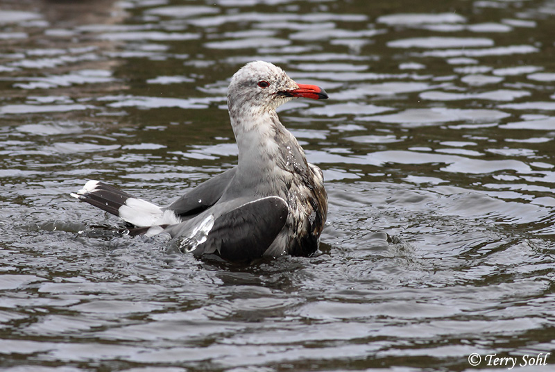 Heermann's Gull - Larus heermanni