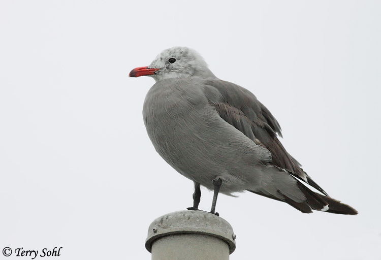 Heermann's Gull - Larus heermanni