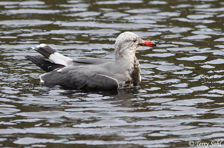 Heermann's Gull Fouled by Oil - Larus heermanni