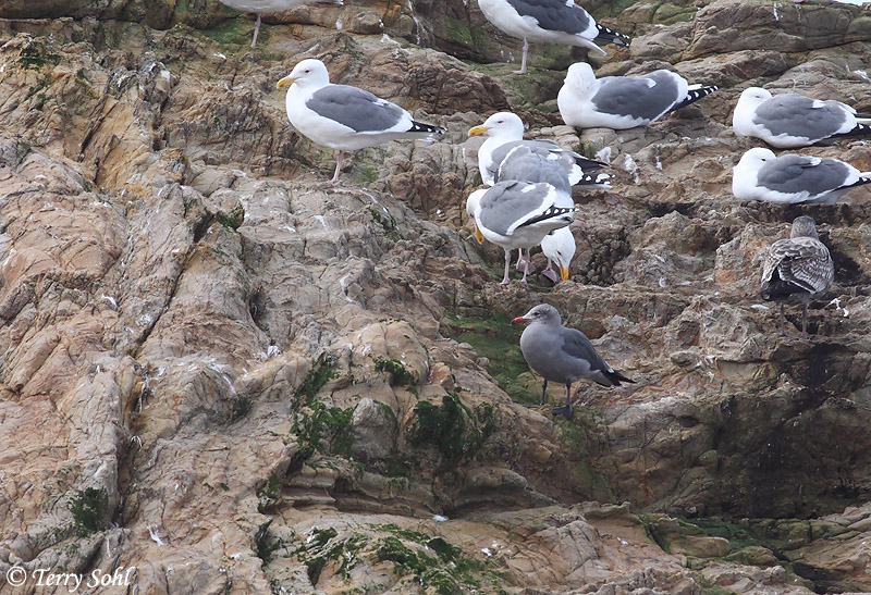 Heermann's Gull - Larus heermanni