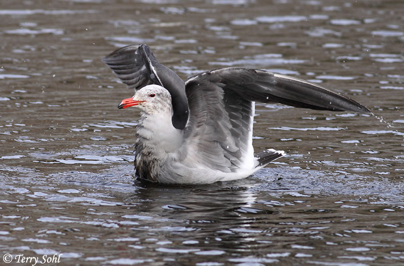 Heermann's Gull - Larus heermanni