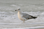 Herring Gull 3 - Larus argentatus