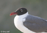 Laughing Gull - Leucophaeus atricilla