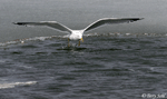 Ring-billed Gull 12 - Larus delawarensis