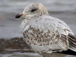 Ring-billed Gull 8 - Larus delawarensis