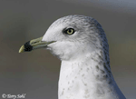 Ring-billed Gull 9 - Larus delawarensis