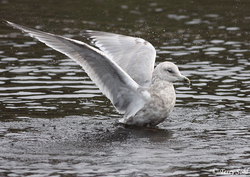 Thayer's Gull - Larus glaucoides thayeri